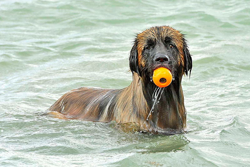 Spiaggia Per Cani Fano Pesaro Marche Animalido Dog Beach